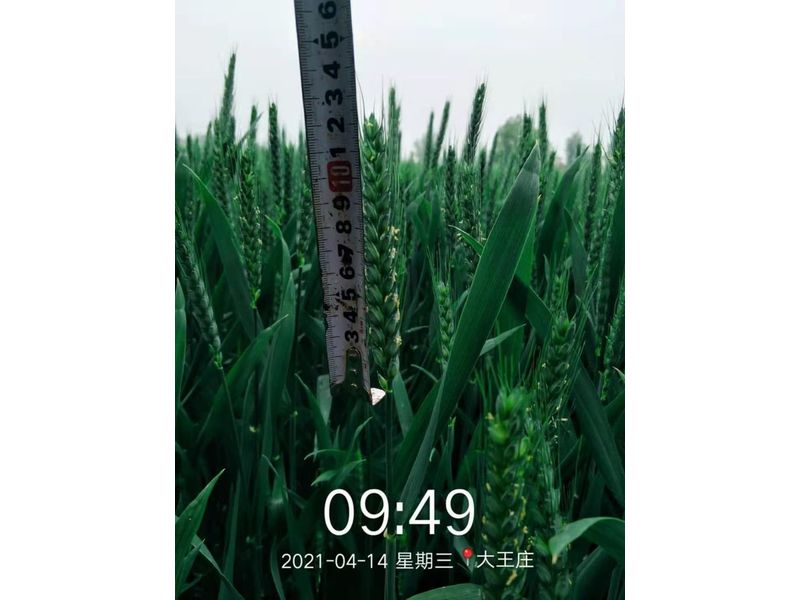安徽臨泉，苑豐12，大田表現(xiàn)